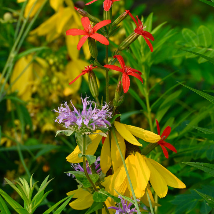 Royal Catchfly (Silene regia) 2x2x3" Pot