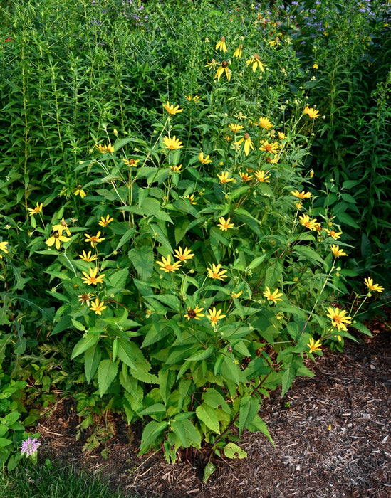 False Sunflower (Heliopsis helianthoides) 1 GAL