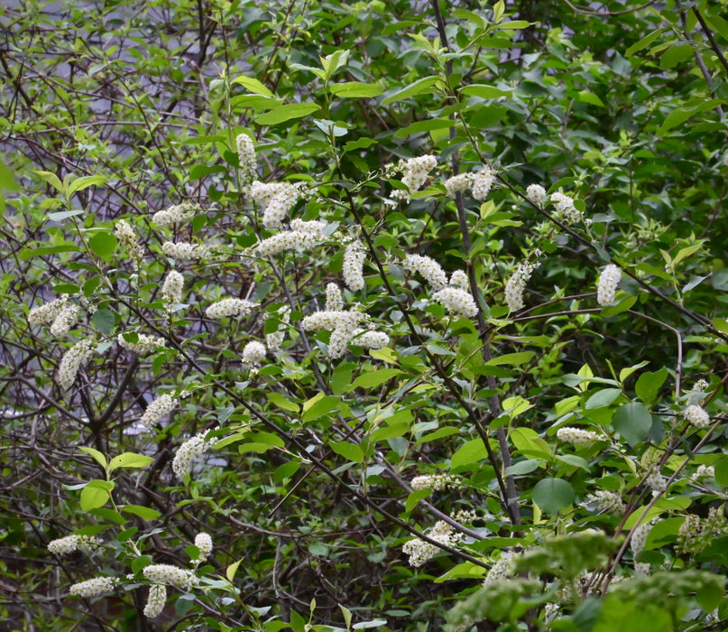 Chokecherry (Prunus virginiana)