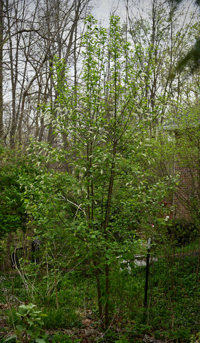 Chokecherry (Prunus virginiana)