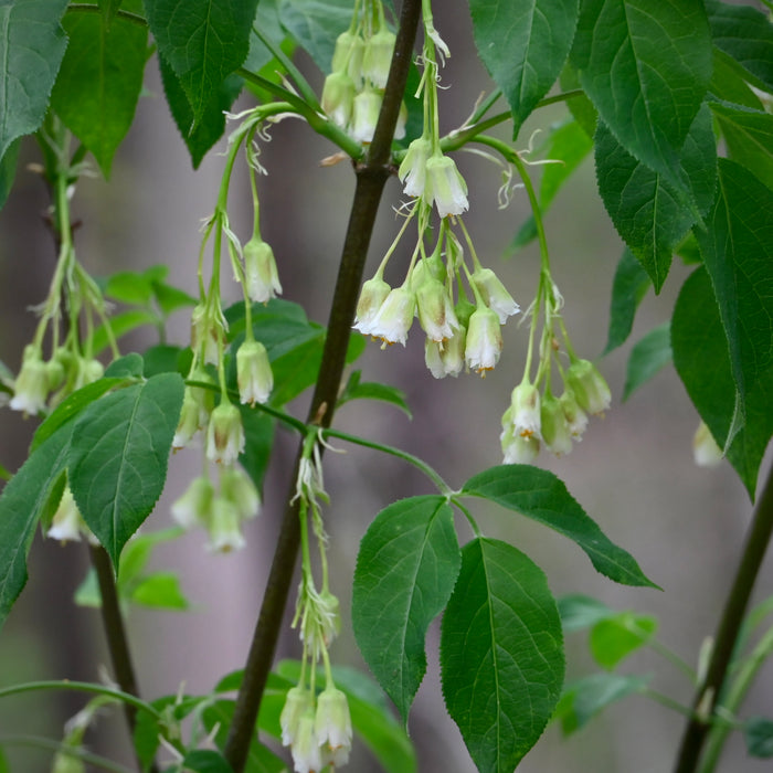 American Bladdernut (Staphylea trifolia)