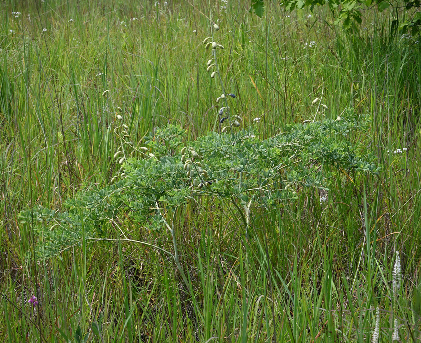 Seed Pack - White False Indigo (Baptisia alba)