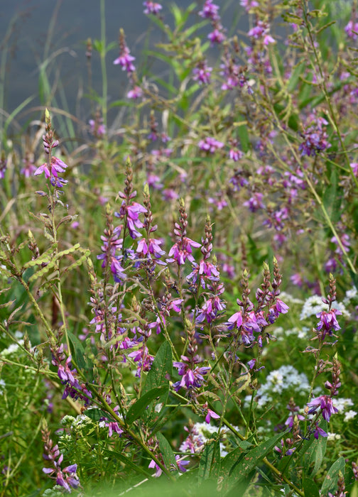 Showy Tick-trefoil (Desmodium canadense)