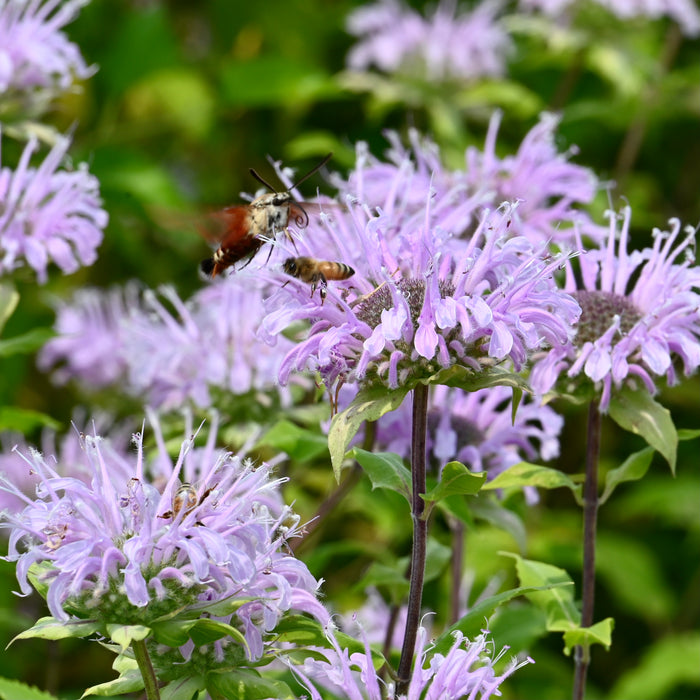 Wild Bee Balm (Monarda fistulosa) 2x2x3" Pot