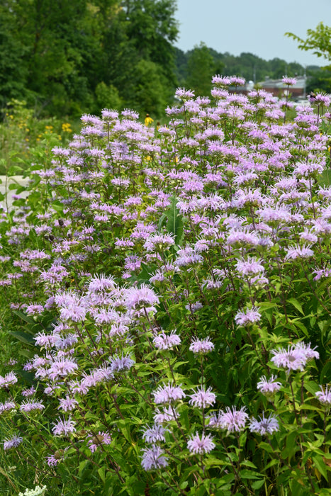 Wild Bee Balm (Monarda fistulosa) 2x2x3" Pot