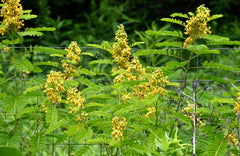 Seed Pack - Wild Senna (Senna hebecarpa)