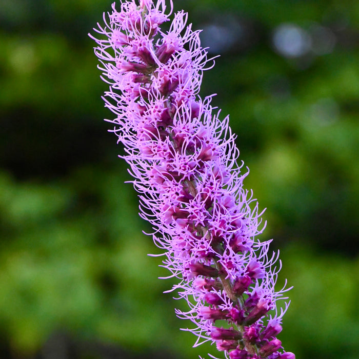 Dense Blazing Star (Liatris spicata) 2x2x3" Pot