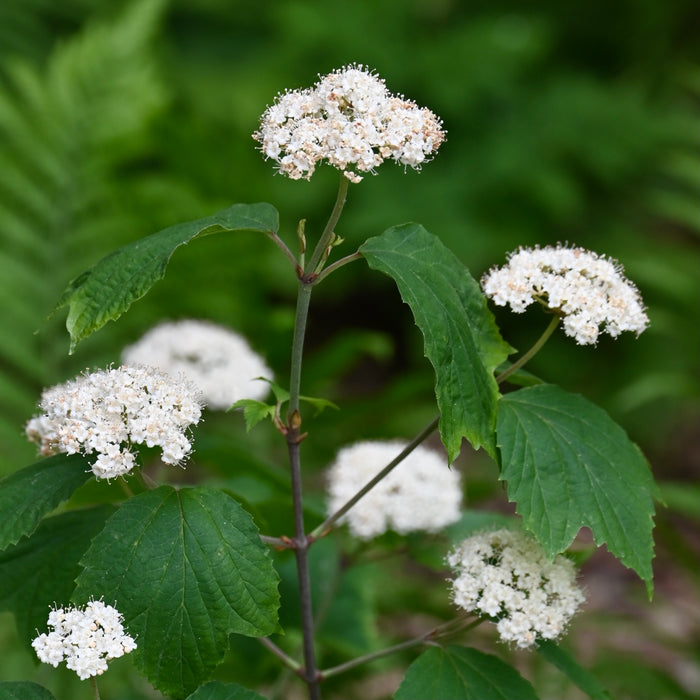 Mapleleaf Viburnum (Viburnum acerifolium) 1 GAL