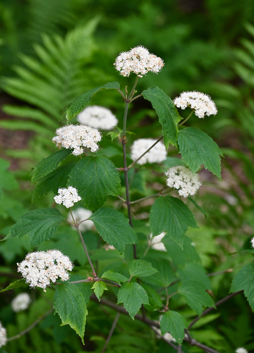 Mapleleaf Viburnum (Viburnum acerifolium) 1 GAL