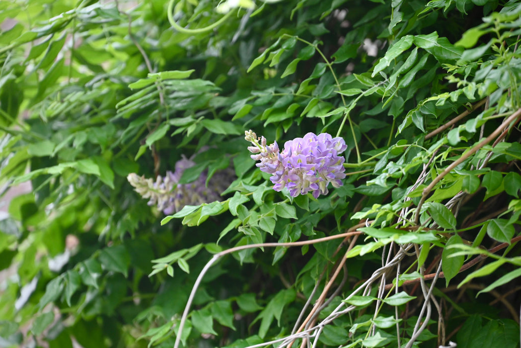 Kentucky Wisteria (Wisteria frutescens)