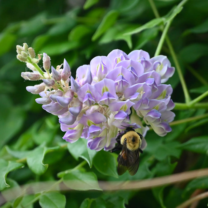 Kentucky Wisteria (Wisteria frutescens)