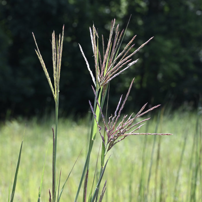 Big Bluestem (Andropogon gerardii) 1 GAL