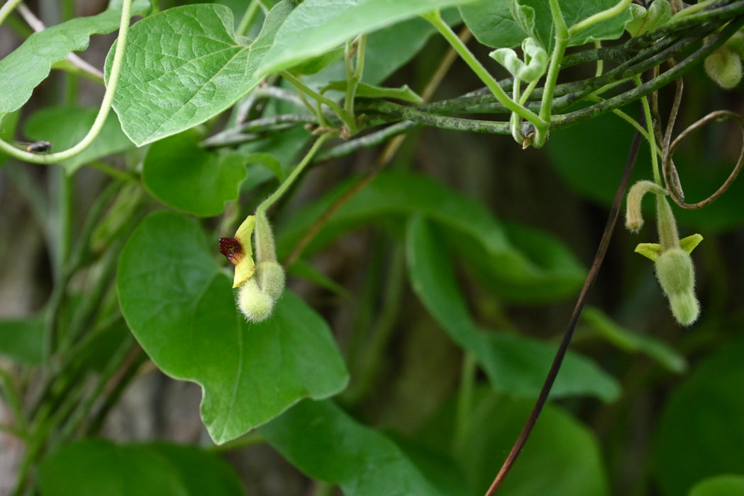 Wooly Pipevine (Isotrema tomentosum, formerly Aristolochia tomentosa)