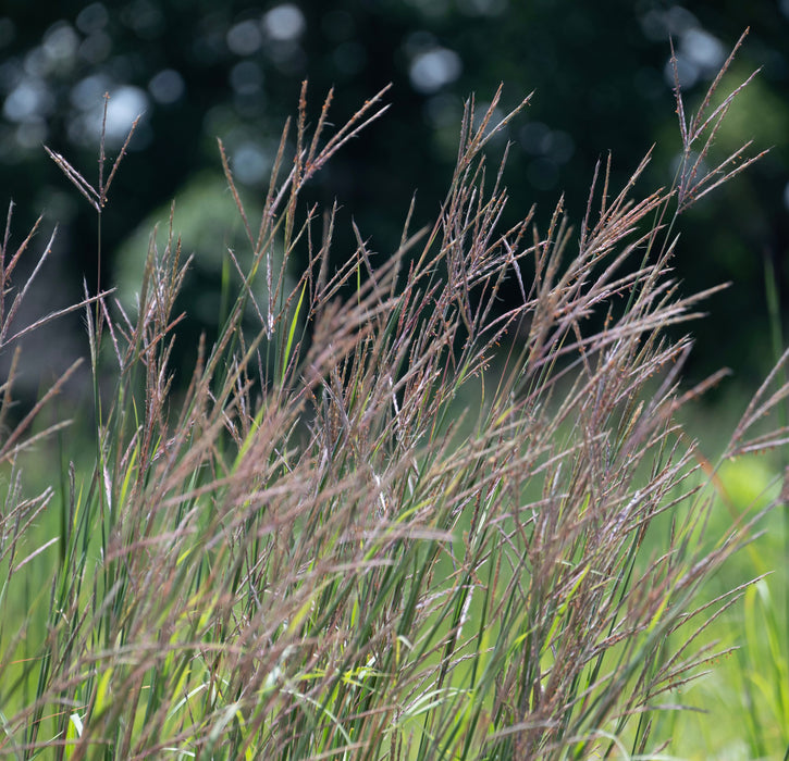 Big Bluestem (Andropogon gerardii) 1 GAL