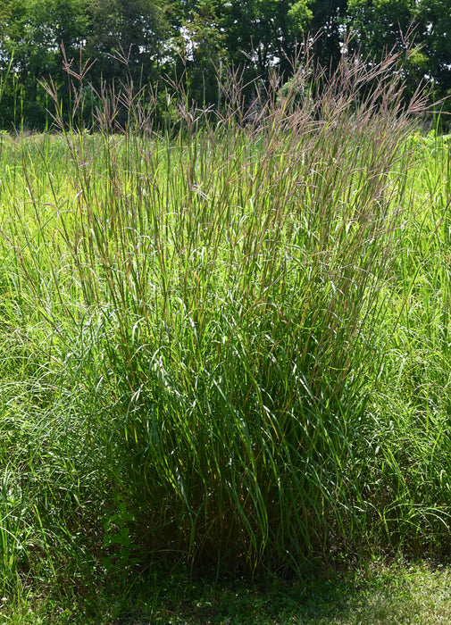 Big Bluestem (Andropogon gerardii) 1 GAL