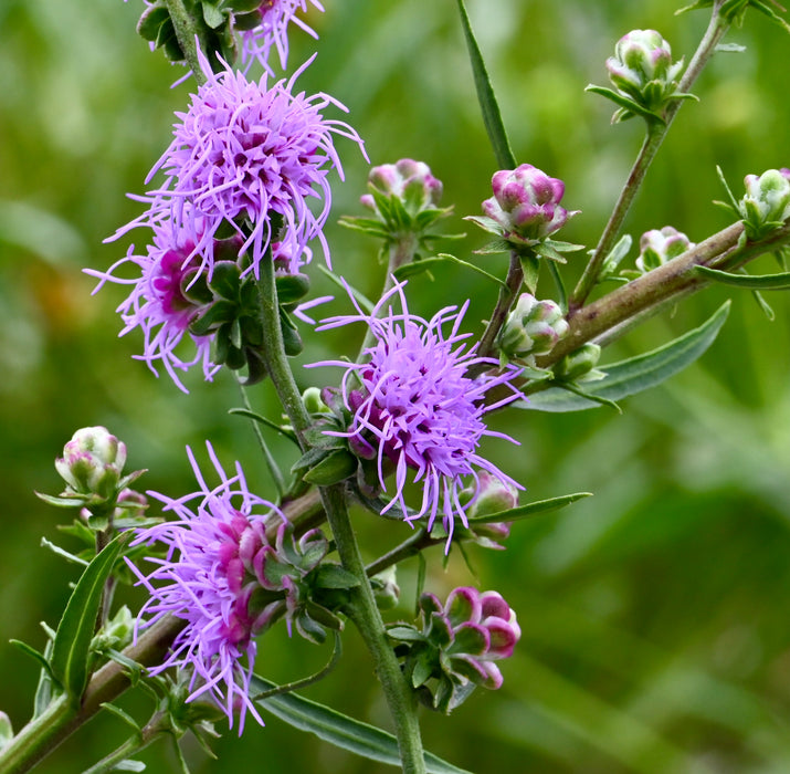 Rough Blazing Star (Liatris aspera) 2x2x3" Pot