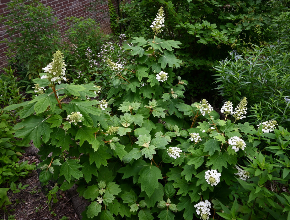 Oakleaf Hydrangea (Hydrangea quercifolia)