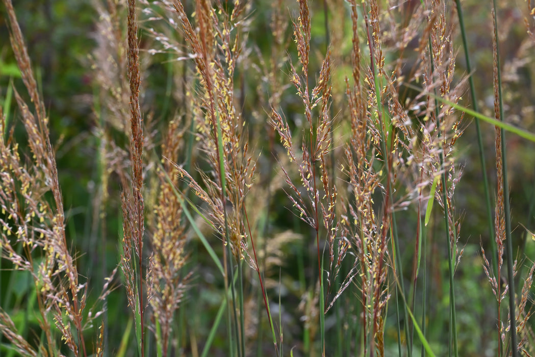 Indian Grass (Sorghastrum nutans) 2x2x3" Pot