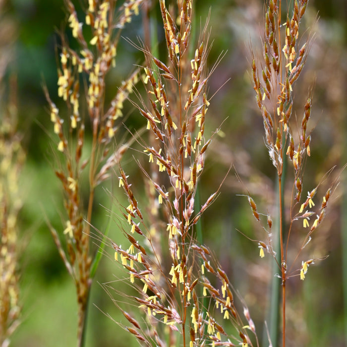 Indian Grass (Sorghastrum nutans) 2x2x3" Pot