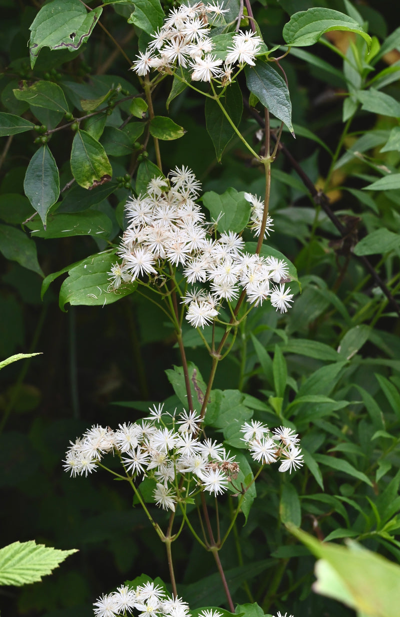 Virgin's Bower (Clematis virginiana) 2"x2"x3" Pot