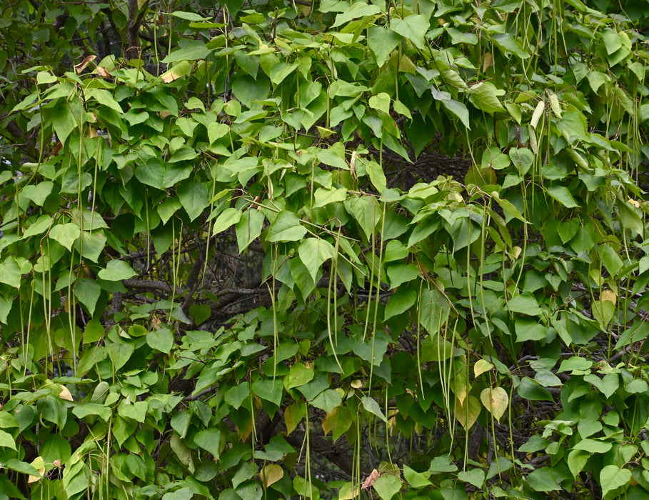 Northern Catalpa (Catalpa speciosa)
