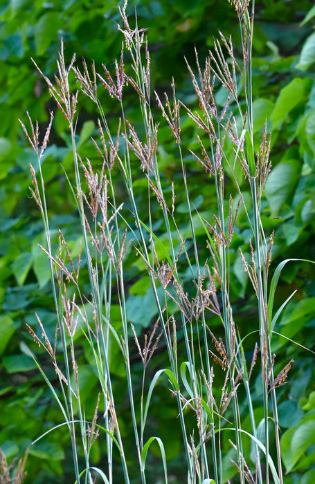 Big Bluestem (Andropogon gerardii) 1 GAL