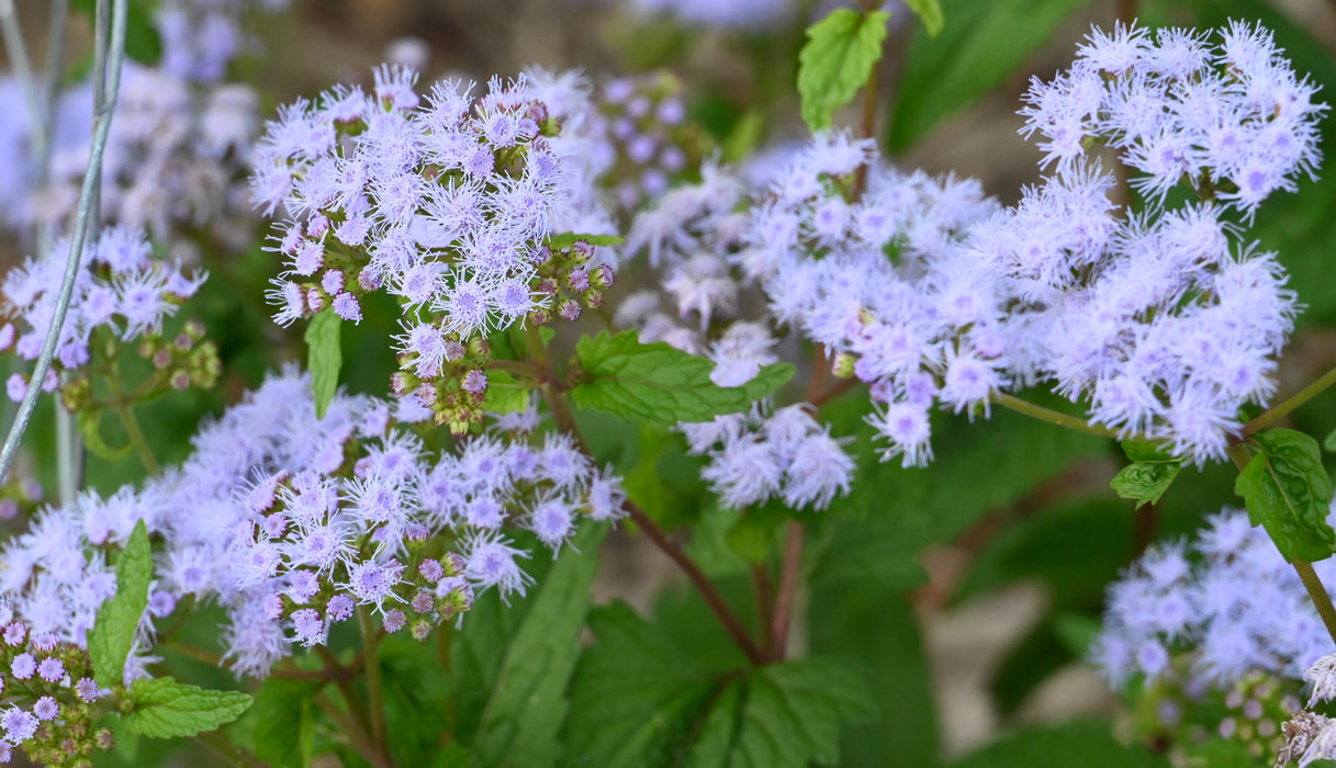 blue mist flower seeds Seed Pack
