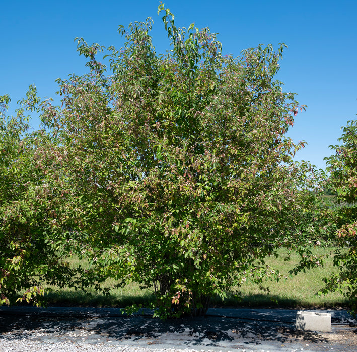 Roughleaf Dogwood (Cornus drummondii)