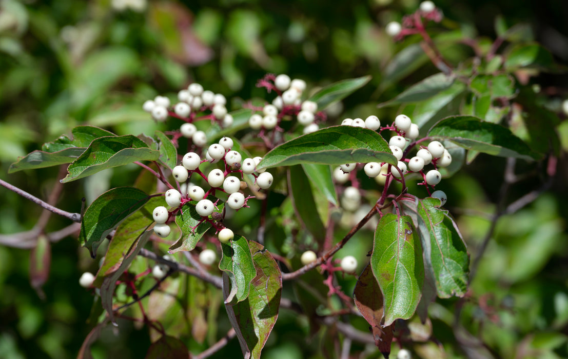 Roughleaf Dogwood (Cornus drummondii)