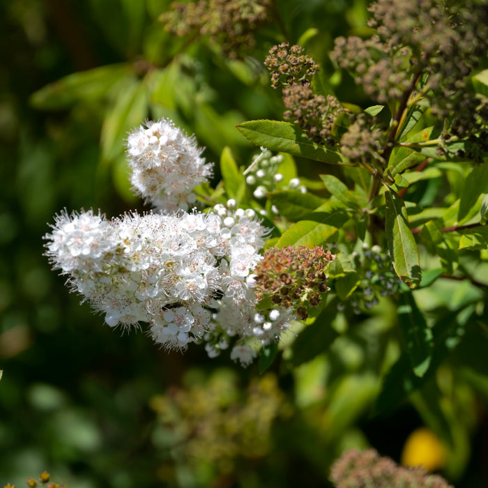 Meadowsweet (Spiraea alba)