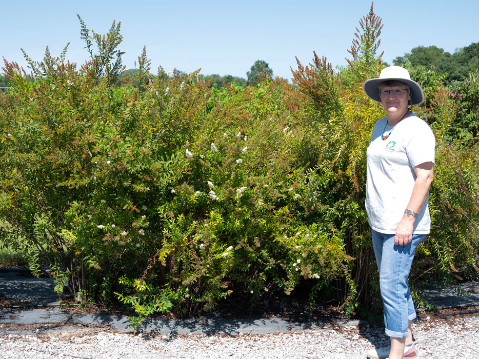 Meadowsweet (Spiraea alba)