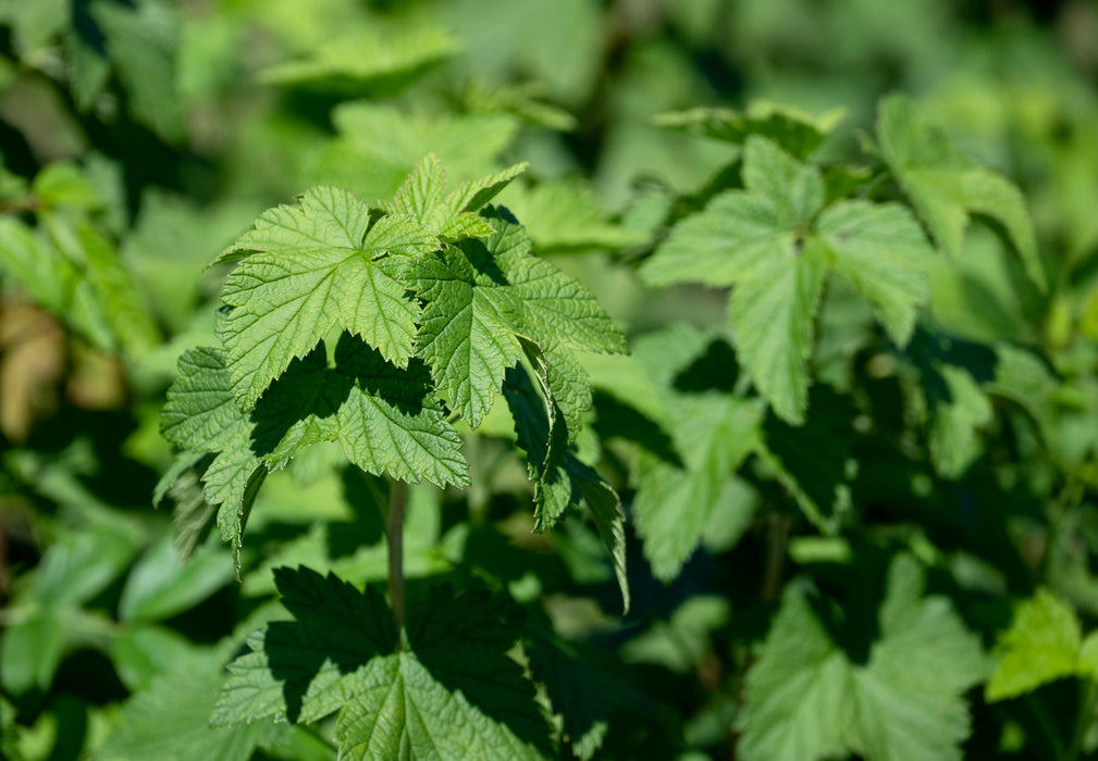 American Black Currant (Ribes americanum)