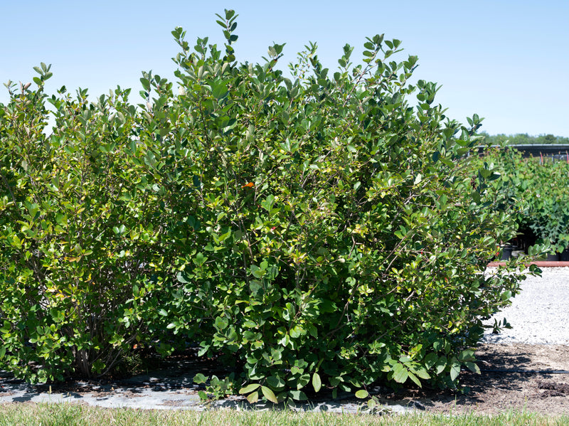 Black Chokeberry (Aronia melanocarpa)