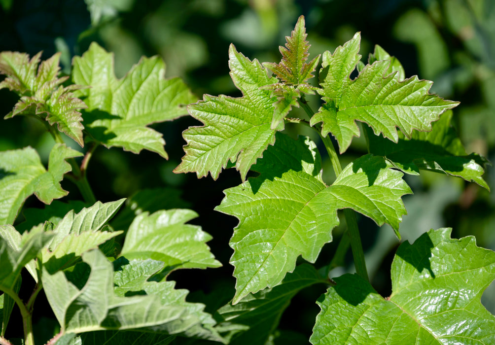 American Highbush Cranberry (Viburnum opulus var. americanum)