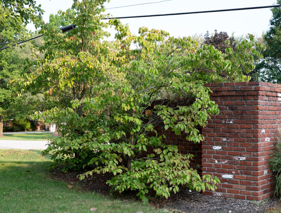 Flowering Dogwood (Cornus florida) 1 GAL