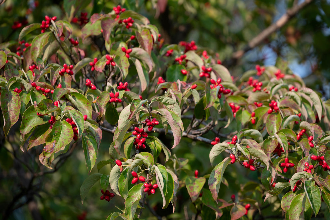 Flowering Dogwood (Cornus florida) 1 GAL