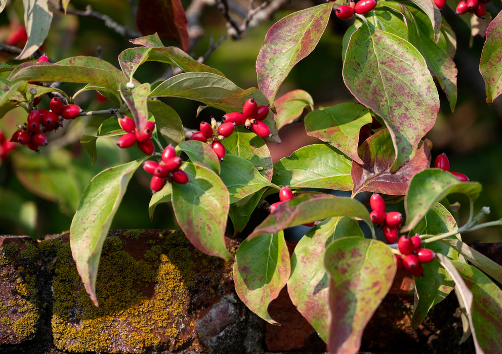 Flowering Dogwood (Cornus florida) 1 GAL