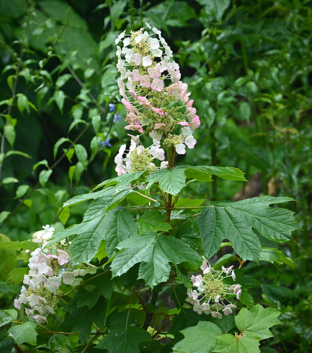 Oakleaf Hydrangea (Hydrangea quercifolia)