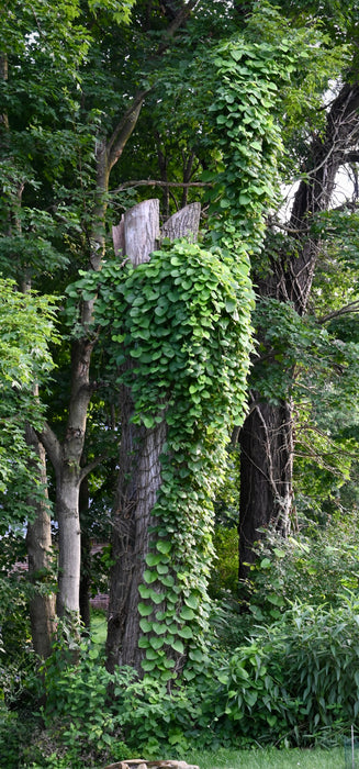Wooly Pipevine (Isotrema tomentosum, formerly Aristolochia tomentosa) 2"x2"x3" Pot