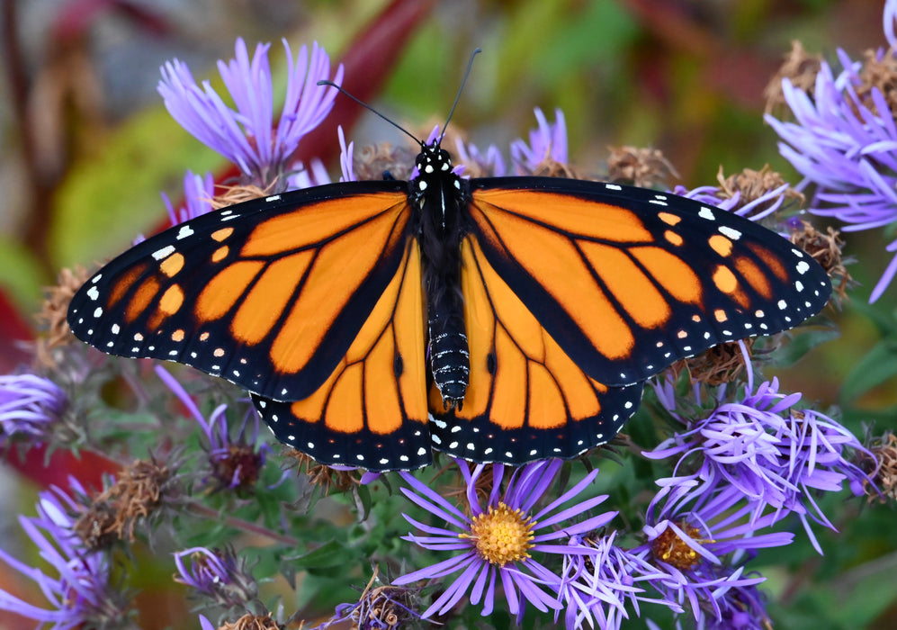 New England Aster (Symphyotrichum novae-angliae) 2x2x3" Pot