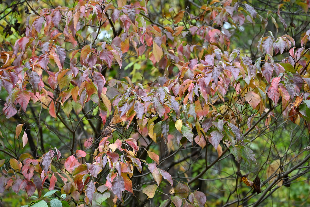 Flowering Dogwood (Cornus florida)