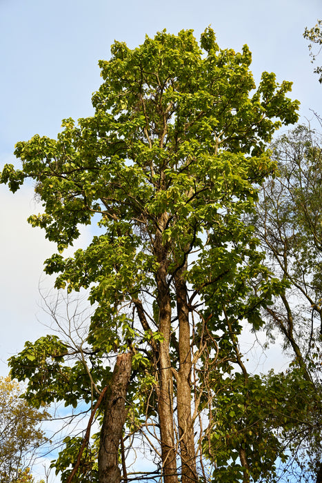 Northern Catalpa (Catalpa speciosa)