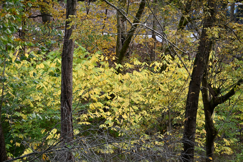 Common Pawpaw (Asimina triloba)