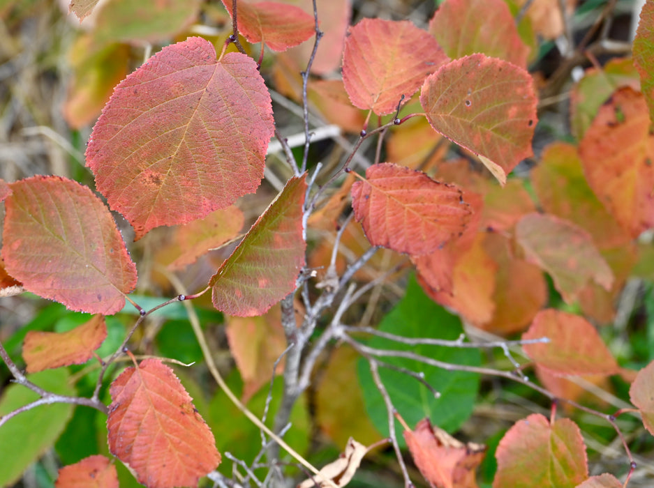 American Hazelnut (Corylus americana)