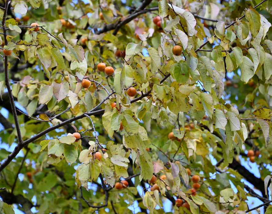 American Persimmon (Diospyros virginiana) 1 GAL