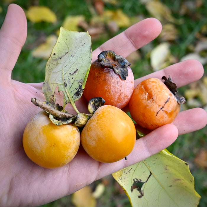 American Persimmon (Diospyros virginiana)