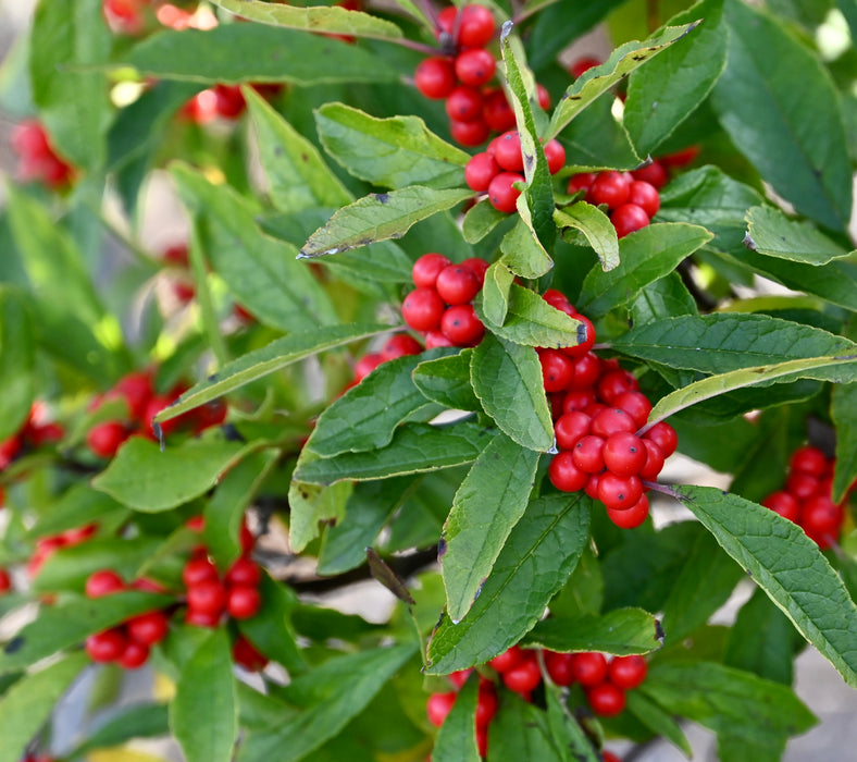 Winterberry Holly (Ilex verticillata)