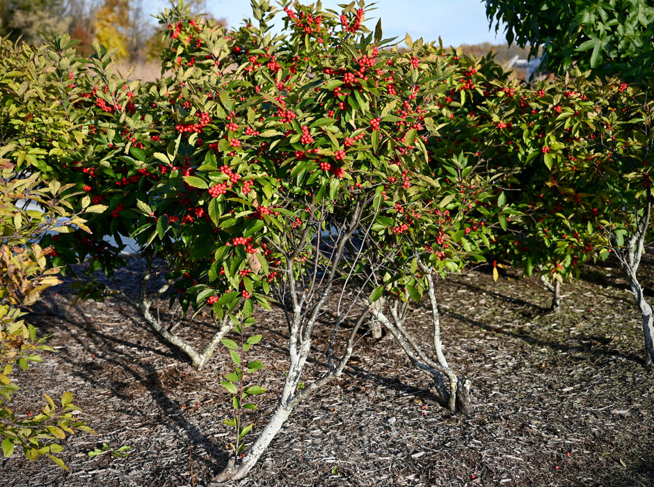 Winterberry Holly (Ilex verticillata)