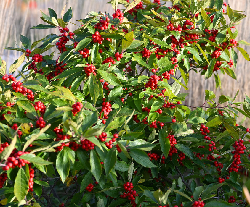 Winterberry Holly (Ilex verticillata)