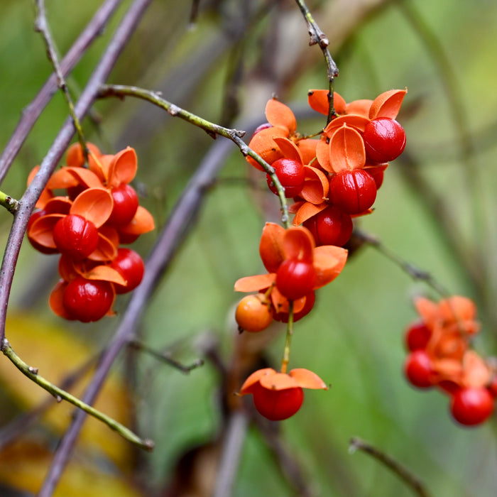 American Bittersweet (Celastrus scandens)